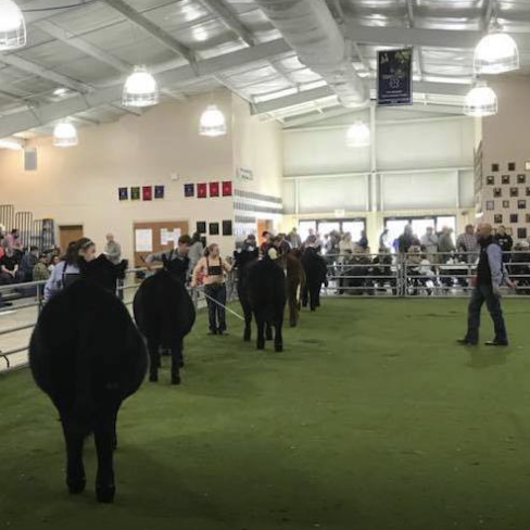 2nd District Cattle Show prepares exhibitors, promotes GFB